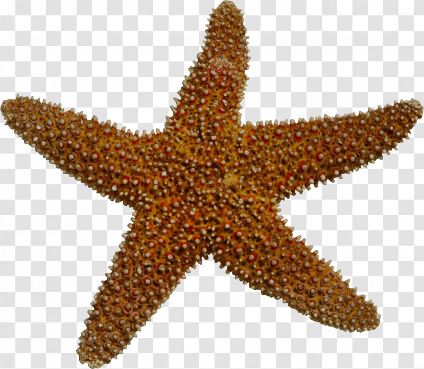 Starfish Marine Invertebrates Sea Clip Art - Depositfiles - Buckthorn Transparent PNG