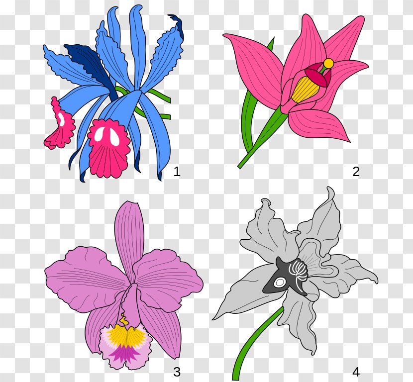 Cattleya Trianae Floral Design Orchids Heraldry Clip Art - Images For Free Transparent PNG