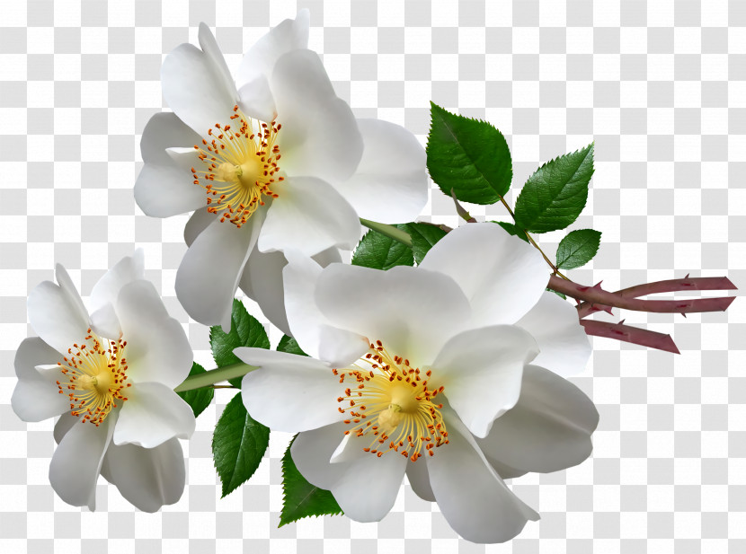 Rose Transparent PNG