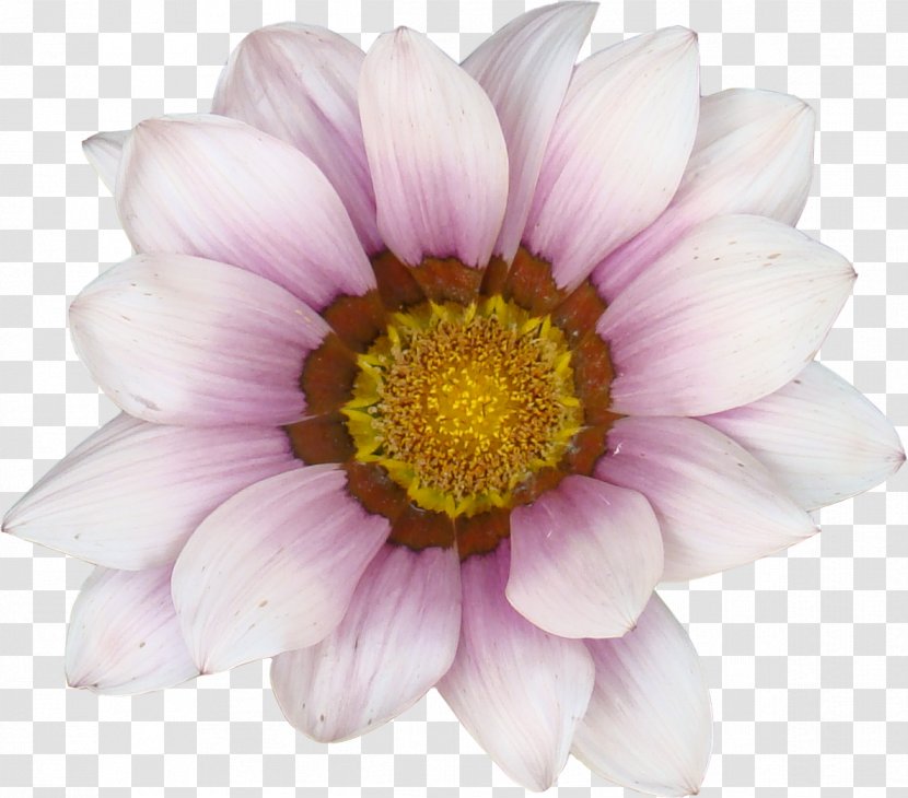 Common Sunflower Transvaal Daisy - Pink - Beautiful Flowers Picture Material,Pink Gerbera Transparent PNG