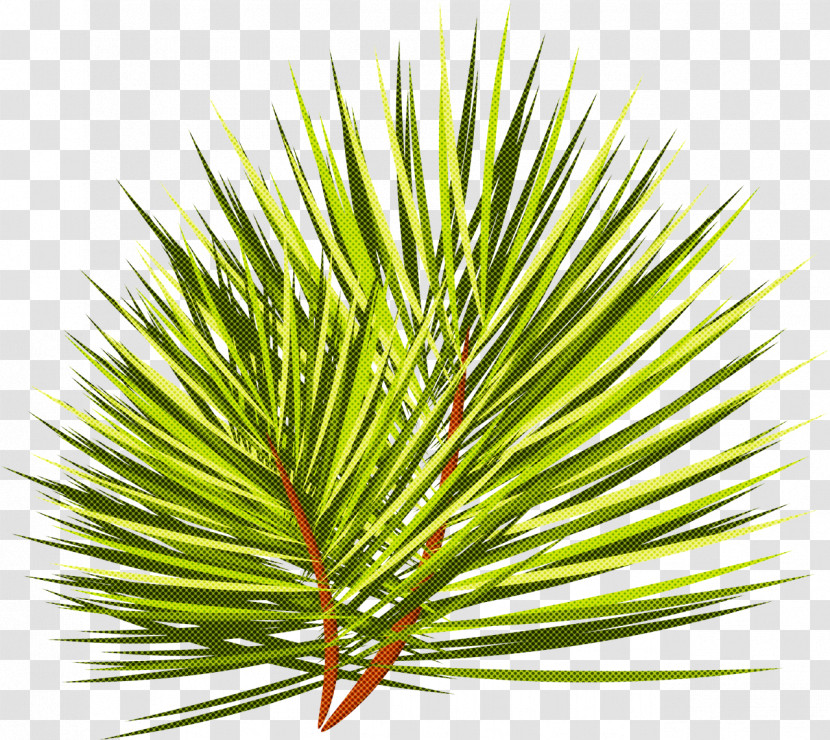 Loblolly Pine White Pine Columbian Spruce Shortstraw Pine Red Pine Transparent PNG