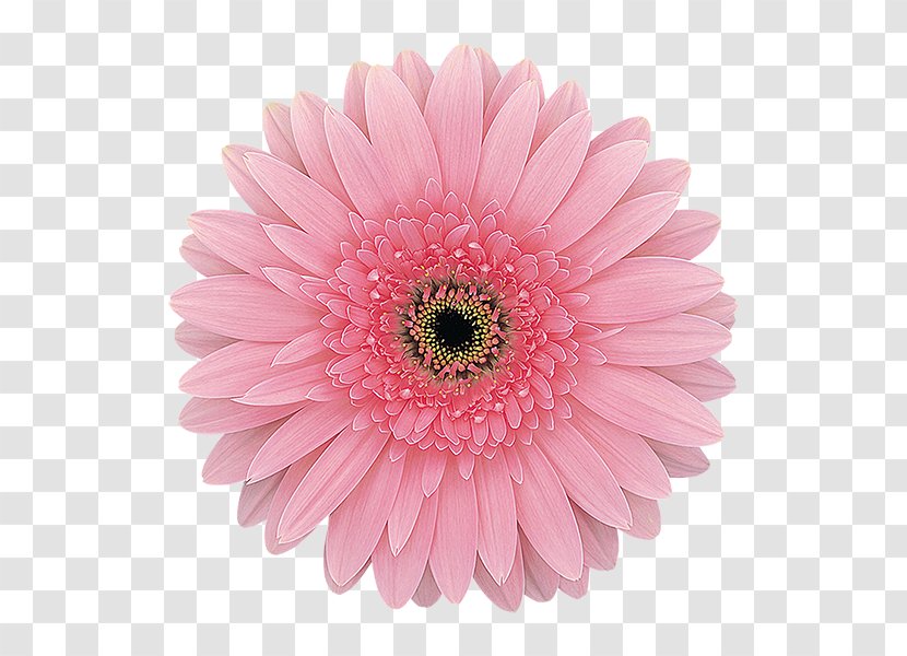 Transvaal Daisy Flower Common Family Floral Design - Magenta Transparent PNG