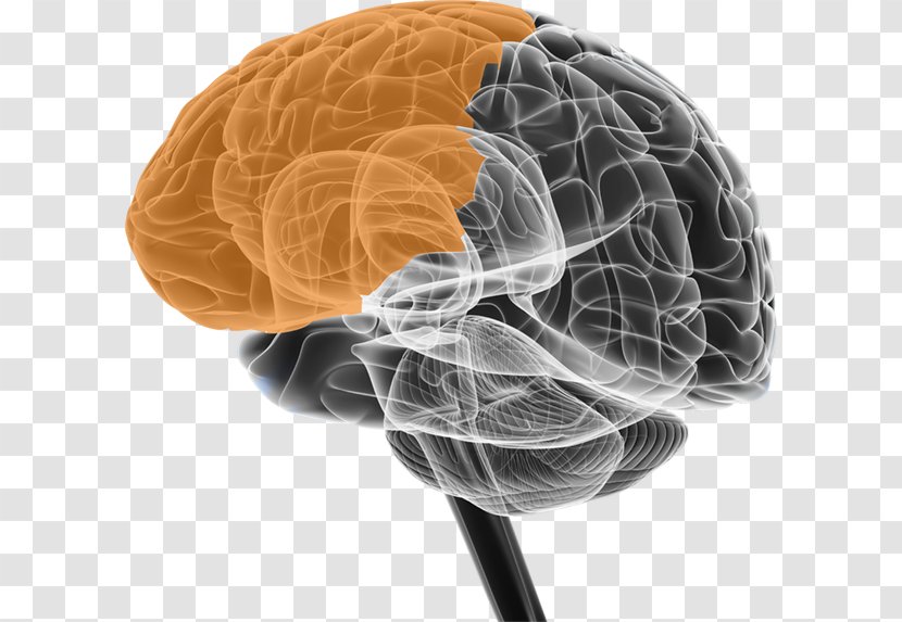 BRAIN Initiative Neuroscience Cerebral Atrophy Neuron - Watercolor - Brain Transparent PNG