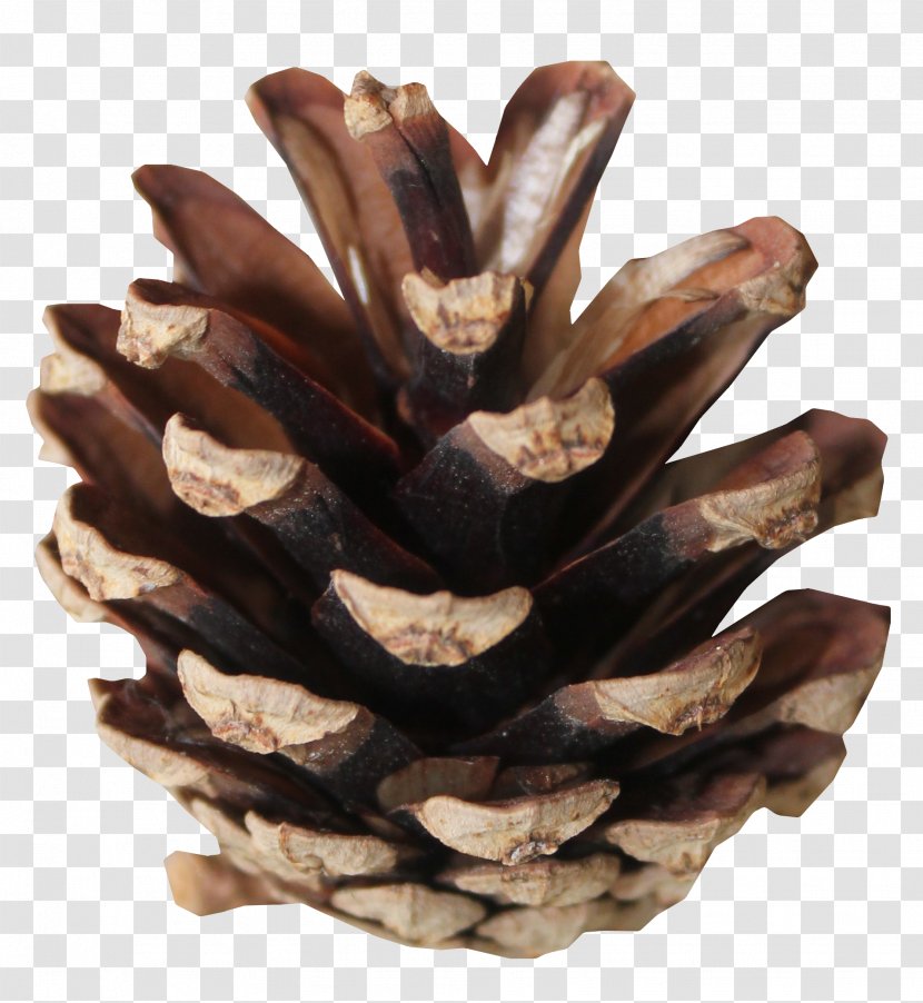 Tree - Cone - Brown Pine Cones Transparent PNG