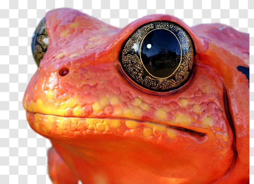 Red-eyed Tree Frog Tomato Frogs Toad - Display Resolution Transparent PNG
