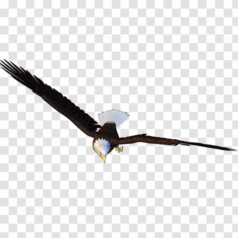 Bird Light Hawk - Picture Editor - Eagle Transparent PNG