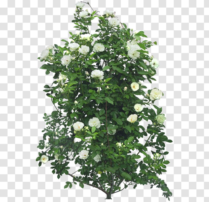 Hedge Shrub - Sweet Home 3d Transparent PNG