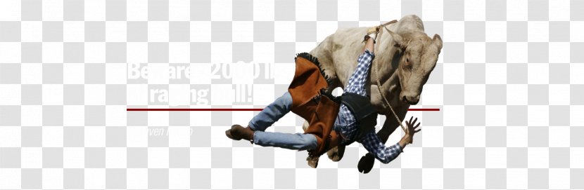 Rein Halter Bridle Line Knee - Horse Tack - Rodeo Shows Transparent PNG