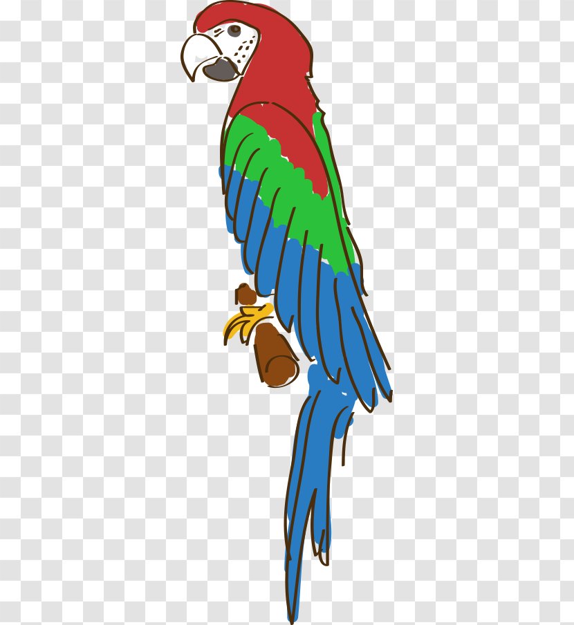 Amazon Parrot Drawing Cartoon - Animation - Hand-painted Transparent PNG