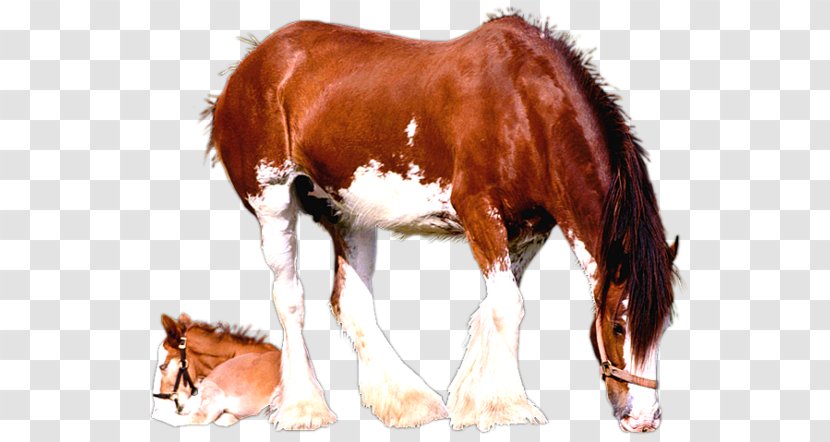 Clydesdale Horse Foal Mare American Paint Colt - Like Mammal - Breeding Transparent PNG