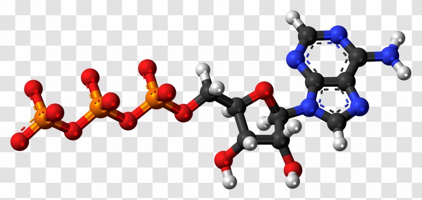 Adenosine Diphosphate Monophosphate Adenine Triphosphate - Cartoon - Jurassic World Transparent PNG