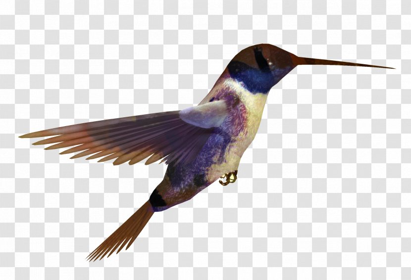Bird Wing - Beak - Pollinator Roller Transparent PNG