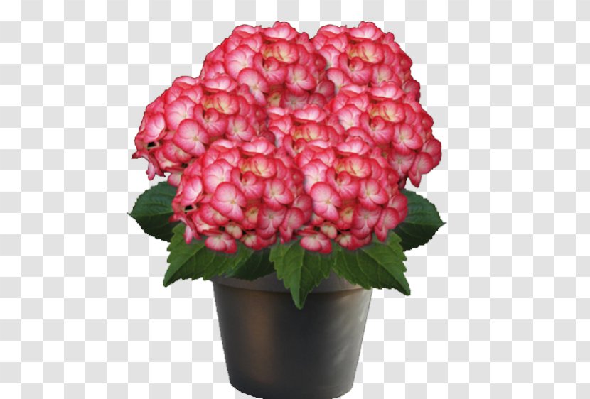 Hydrangea Plant Garden Shrub Flowerpot - Annual Transparent PNG