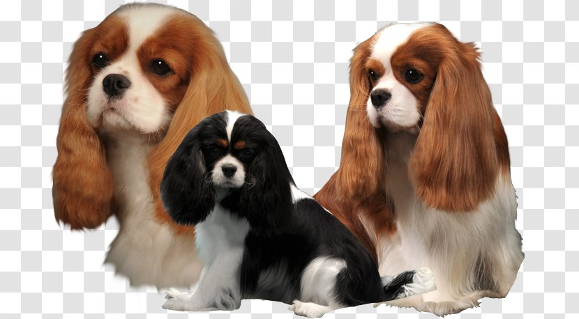 The Cavalier King Charles Spaniel Dog Breed Companion - Toy Transparent PNG