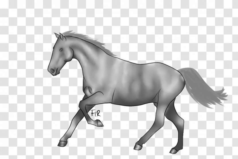 Mane Mustang Stallion Foal Pony Transparent PNG