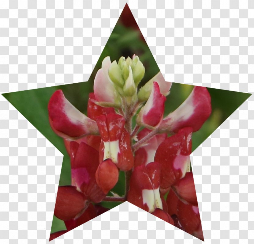 Floral Design Cut Flowers Gift Petal Transparent PNG