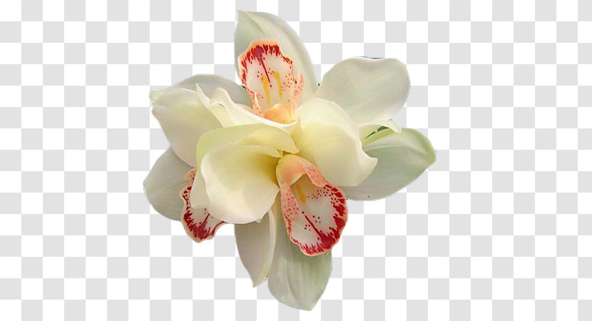 Moth Orchids Cut Flowers - Mahr - Flowering Plant Transparent PNG