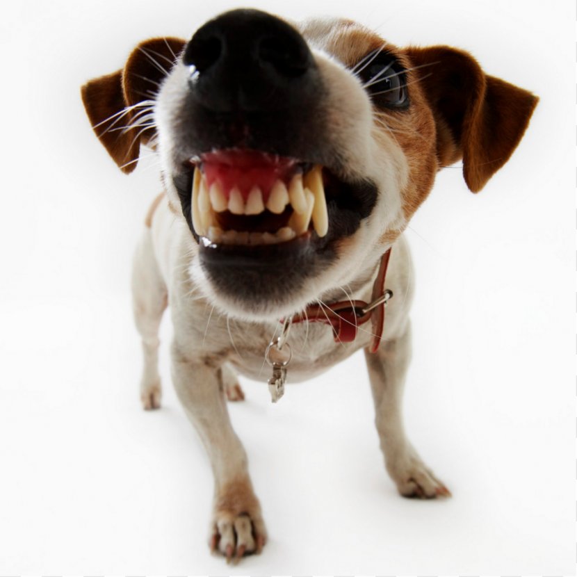 Dog Bite Puppy Biting Pet - Dogs Transparent PNG