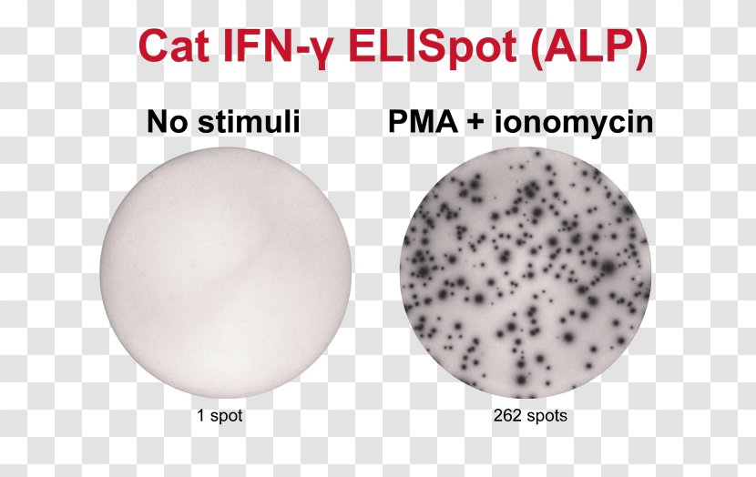 ELISPOT Ionomycin 12-O-Tetradecanoylphorbol-13-acetate Peripheral Blood Mononuclear Cell Secretion - Sphere - Material Transparent PNG