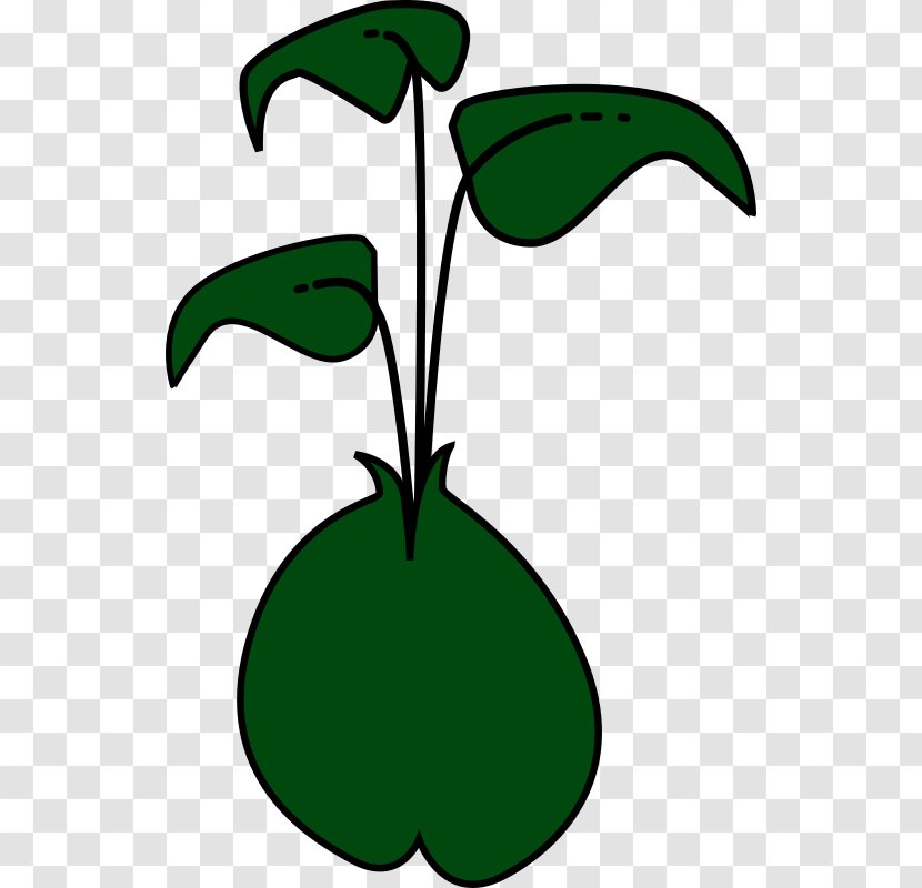 Sprouting Green Bean Clip Art - Runner - Vector Plant Transparent PNG