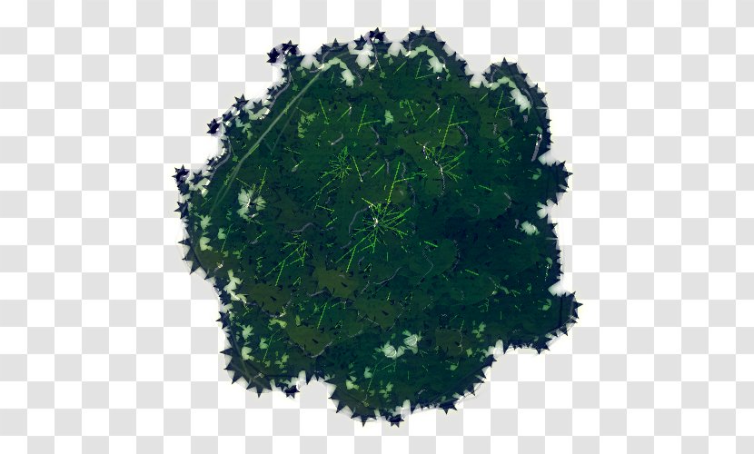 Parsley - Grass - Shrub Transparent PNG