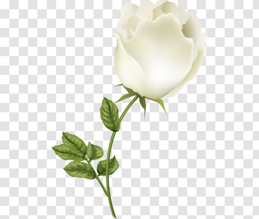 Garden Roses Centifolia Cut Flowers Still Life Photography Bud Transparent PNG