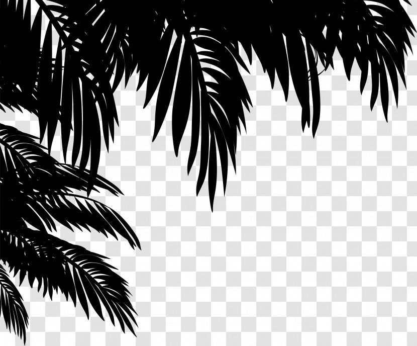 Asian Palmyra Palm Trees Black & White - Borassus - M Desktop Wallpaper Leaf Transparent PNG