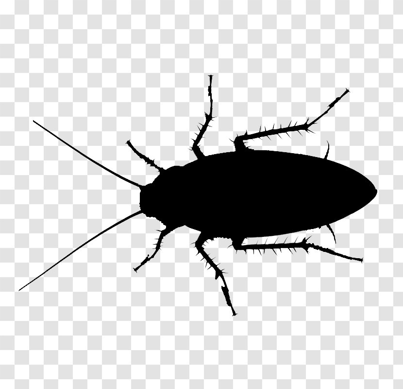 Cockroach Insecticide Pest Control - Oriental Transparent PNG
