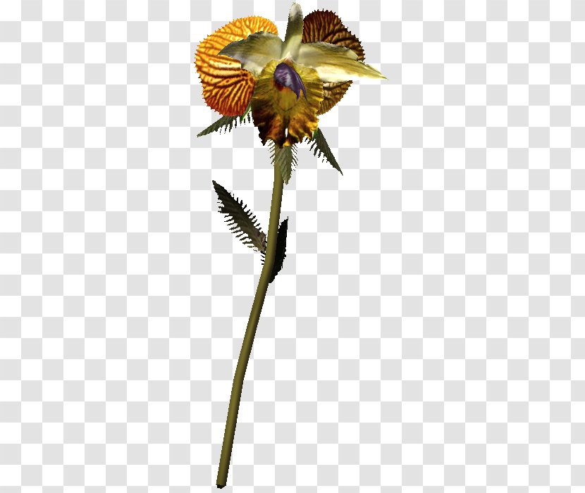 Insect Cut Flowers Flowering Plant Stem Petal - Flower Transparent PNG