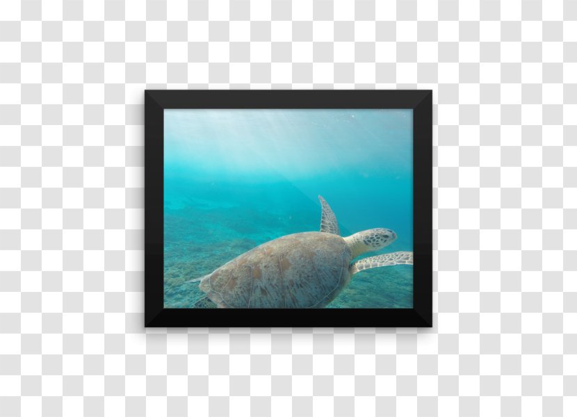 Marine Mammal Biology Underwater Ocean - Fin Transparent PNG