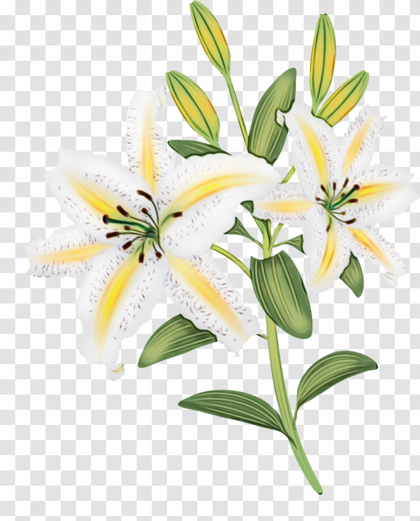 Flower Lily White Plant Yellow Transparent PNG