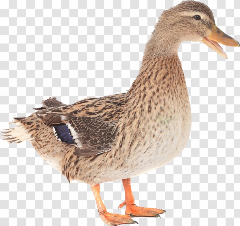 Mallard Goose Duck Cygnini Bird - Ducks Geese And Swans Transparent PNG