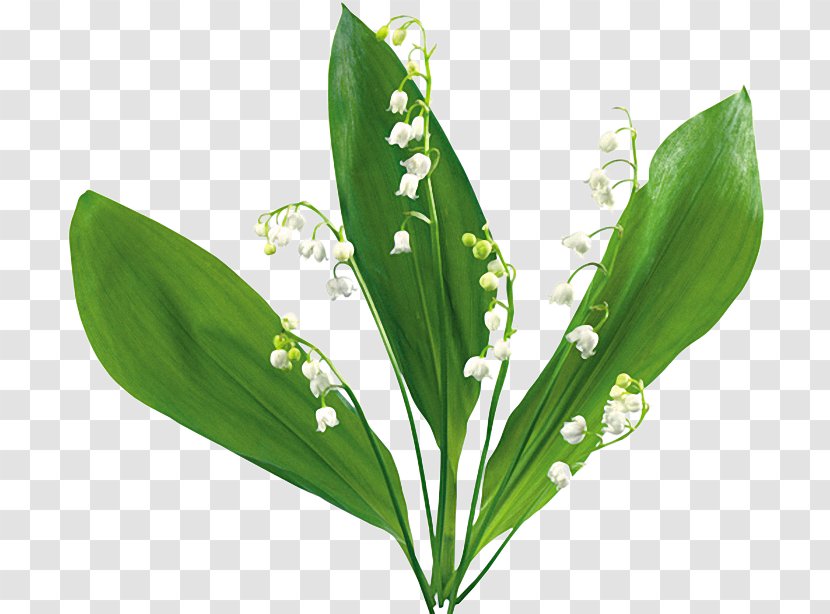 Flower Bouquet Clip Art Image GIF - Lily Of The Valley Transparent PNG