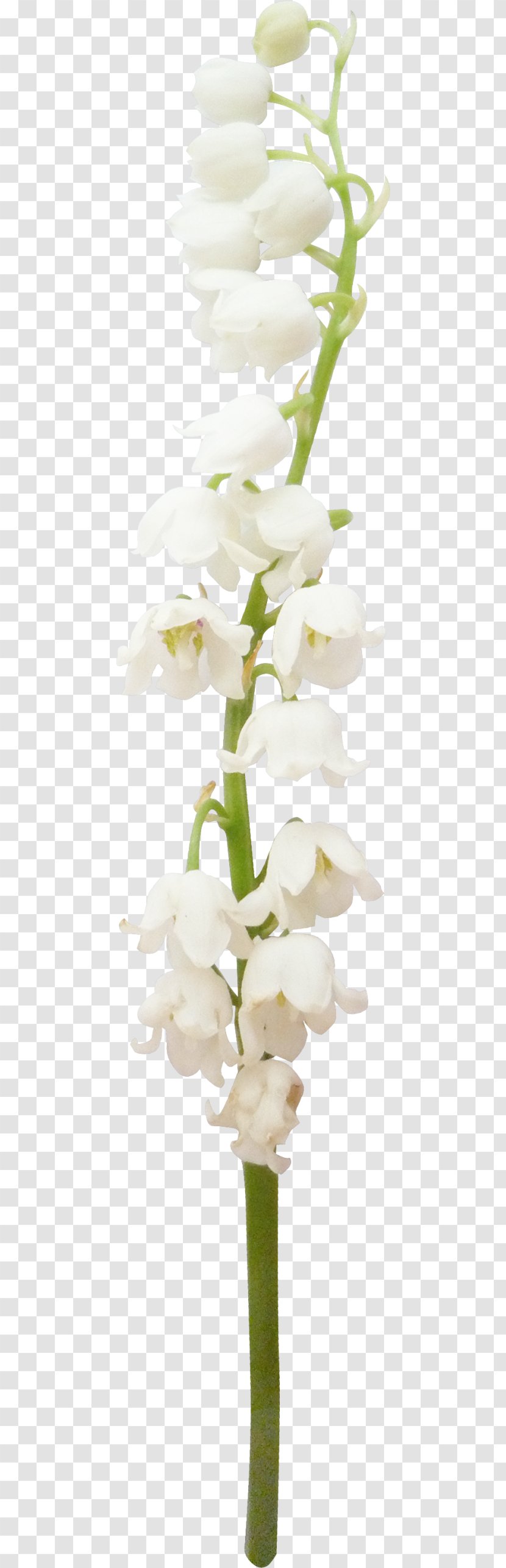 Cut Flowers Floristry Floral Design Flower Bouquet - White Transparent PNG