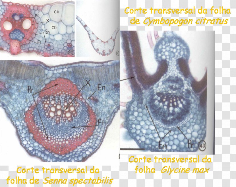 Phloem Xylem Plant Anatomy Vascular Tissue Parenchyma - Crosssectional Data - Asteraceae Transparent PNG