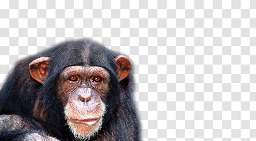 Chimpanzee Genome Project Monkey - Common - Apes And Monkeys Transparent PNG