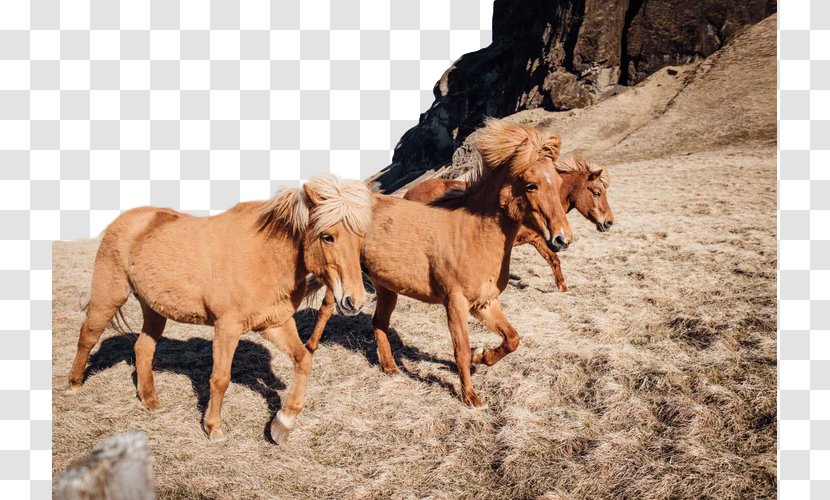 Horse Herd Przewalski's Mustang Ecoregion - Mane Mare Transparent PNG