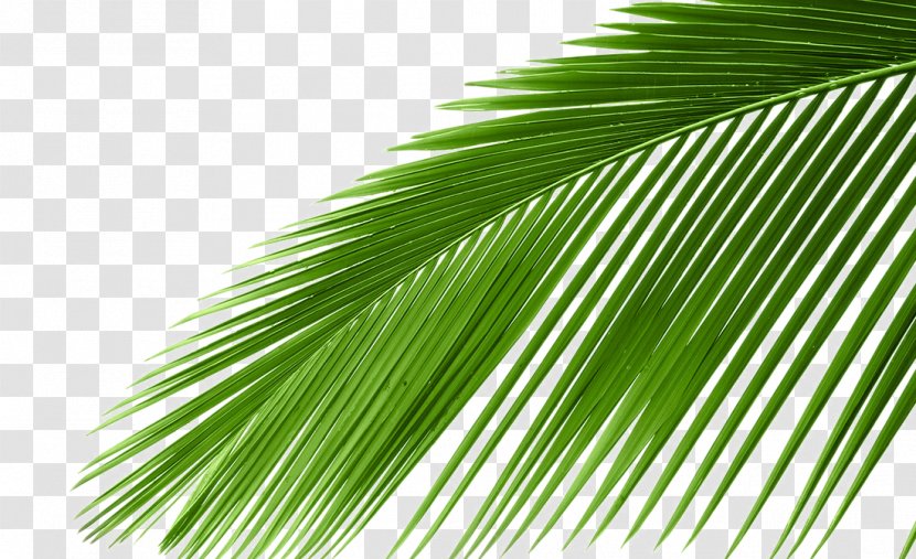 Arecaceae Cycad Leaf Tree Coconut - Palm - Photos Transparent PNG