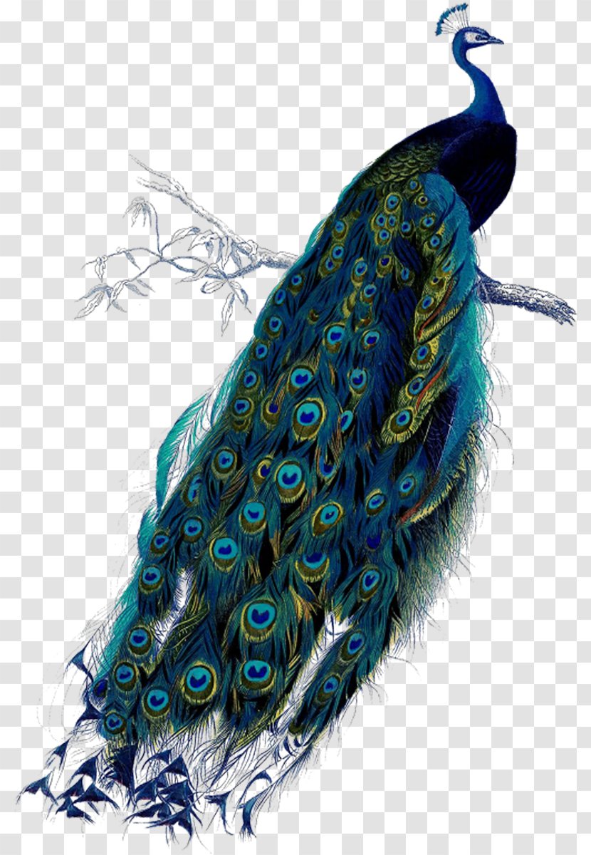 Peafowl Art Poster Clip - Feather - Peacock Transparent PNG