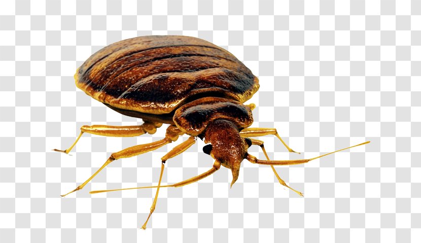 Insect Mosquito Bed Bug Pest Control - Techniques - Bed_bug Transparent PNG
