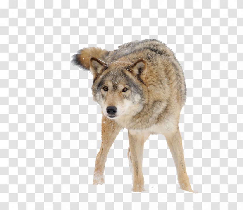 Dog Snow - Fur - Wolf Transparent PNG