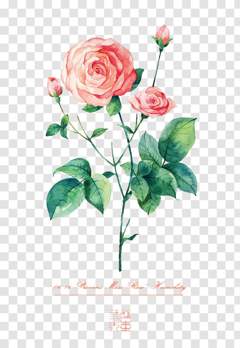 Beach Rose Flower Illustration - Flowering Plant - Hand-painted Roses Transparent PNG