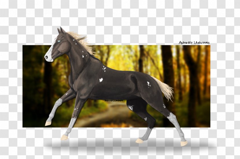 Stallion Foal Colt Mare Halter - Naturism - Mustang Transparent PNG
