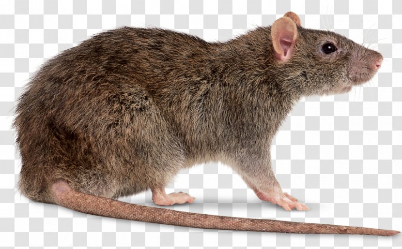 Mouse Brown Rat Black Clip Art Transparent PNG