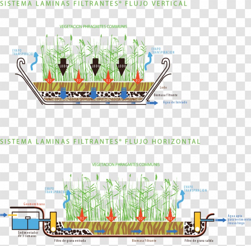 Water Resources Tree Line Point - Organism - Phragmites COMMUNIS Transparent PNG