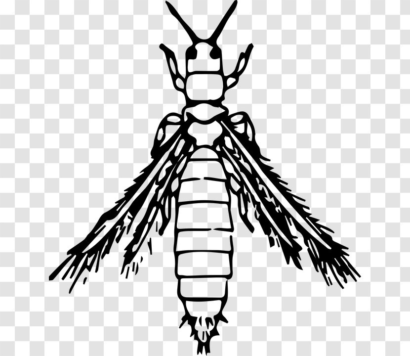 Insect Thrips Clip Art - Beak Transparent PNG