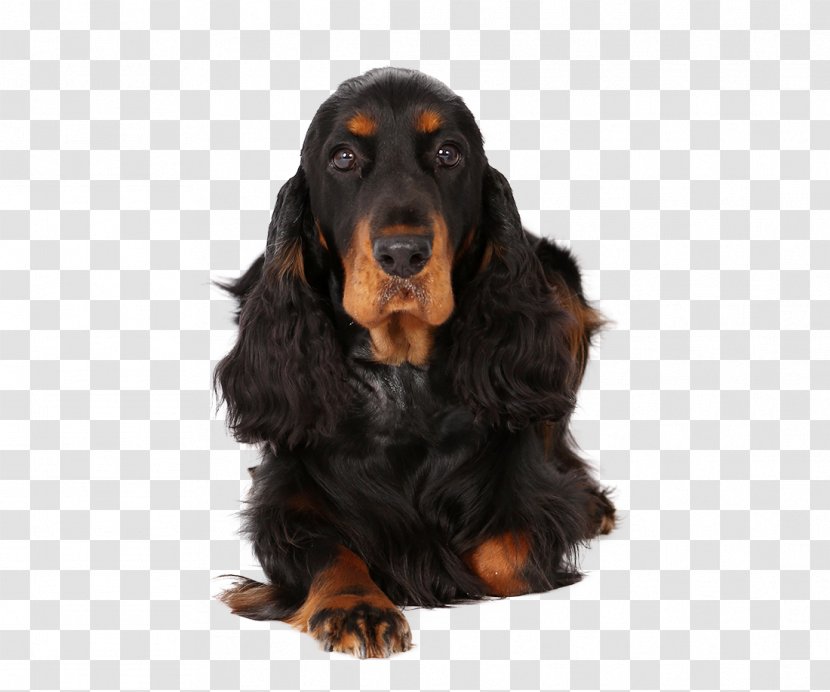 Field Spaniel Gordon Setter English Cocker Sussex Black And Tan Coonhound - American Transparent PNG