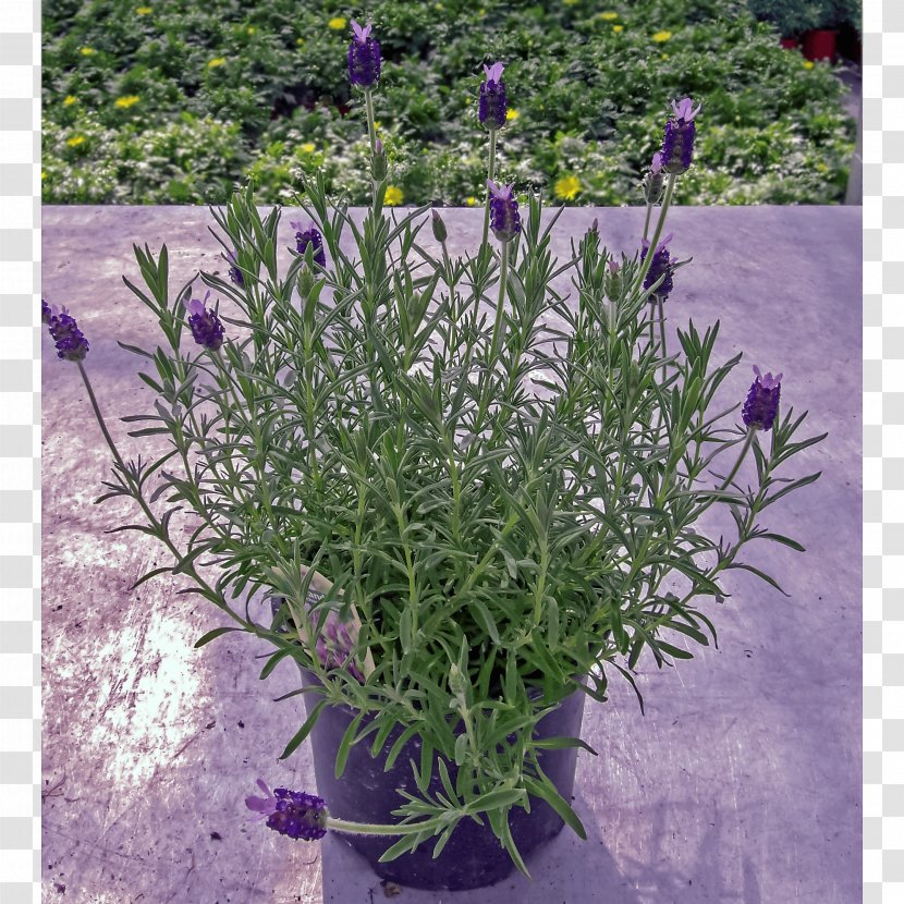 English Lavender French Subshrub Groundcover - Flowering Plant - Oranjevliet Kwekerij Transparent PNG