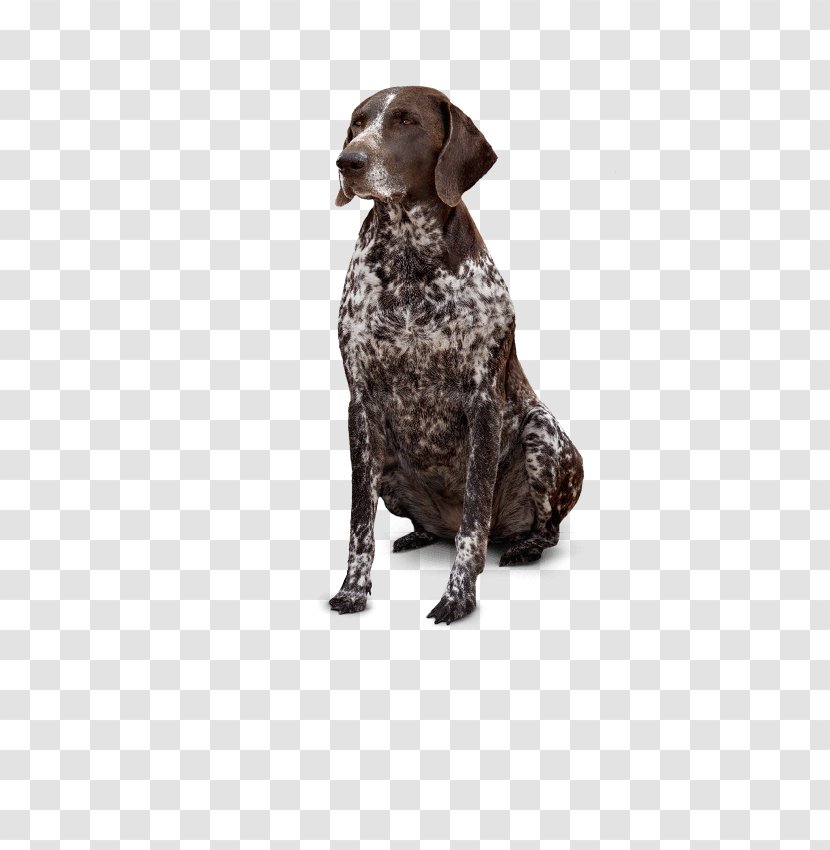 German Shorthaired Pointer Old Danish Hunting Dog Breed - Service Transparent PNG
