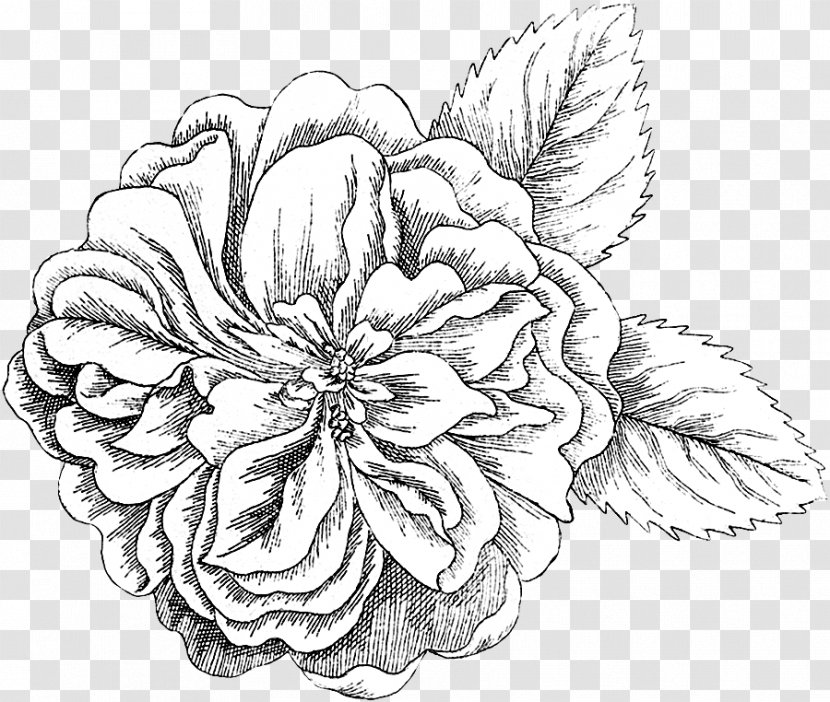 Floral Design Cut Flowers Drawing - Rose Family - Damask Transparent PNG